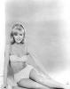 Picture of Shelley Fabares