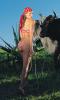 Sexy Lara Bernasconi With Cows