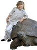 bindi irwin img