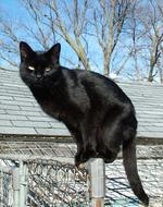 black cat