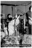 blondie photo