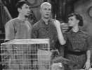 bob denver image1