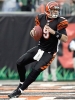 carson palmer picture1