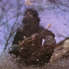cat stevens image
