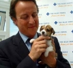 david cameron picture