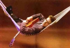 eddie cochran image4