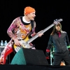 flea image3