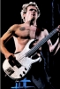 flea picture3