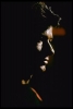george chakiris image3
