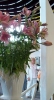 ginger gilmour picture2