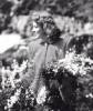 greer garson picture