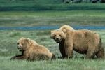 grizzly bear