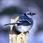 jay