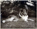 lassie image