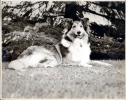 lassie picture