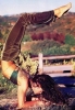 lisa bonet photo1