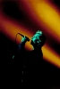 peter murphy picture