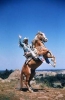 roy rogers picture1