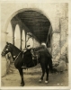 rudolph valentino img