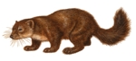 sable