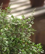 tulsi